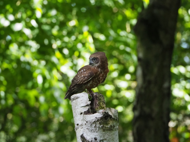 Troy the tawny owl sitting on a tree during the Woodland Owls display